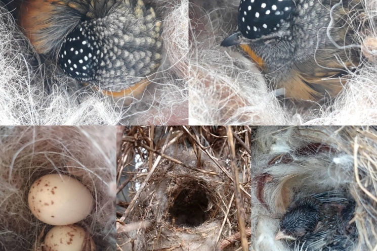 Bird nest filler