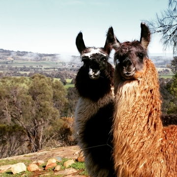Meet some of the llamas of Fox Hill