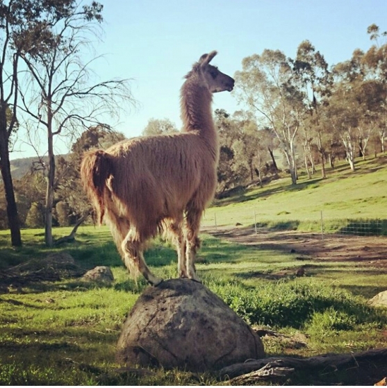 Yarri