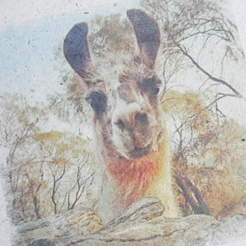 Llama Art,  Llama Poo Paper Print, Llama Photo, Llama Momma, Llama Picture, Llama, Farm Animals, Llama Gift, Animal Photography, Animal Art