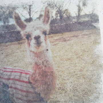Llama Photo,  Llama Poo Paper, Llama Art, Llama Cria,  Baby Animal, Llama Picture, Llamas, Farm Animals, Llama Gift, Llamas of Fox Hill
