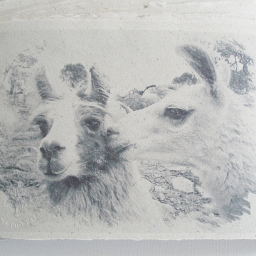 Kiss - Llama Poo Paper Print  - Art Print - Limited Edition Print - Llama - Animal Print - Llama Image - Llama Art - Llama Picture