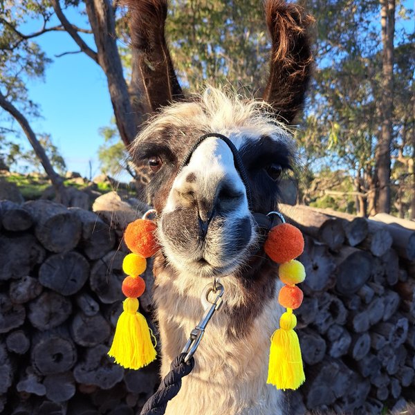 Colourful Llama / Alpaca Halter Tassels
