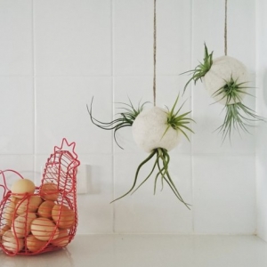 Air Plant Bubbles