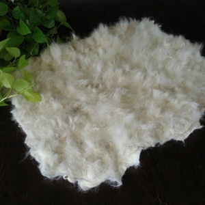 Pet Bedding
