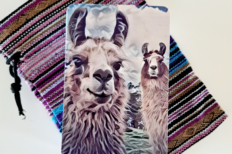Llamas playing cards