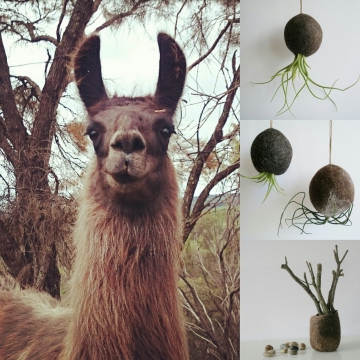 The Fox Hill Llamas with Some of Their Products