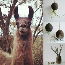 Felicia img_20160726_000847.jpg