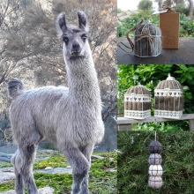 Native bird nesters img_20180813_100335.jpg