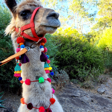 Llama / Alpaca Tassels