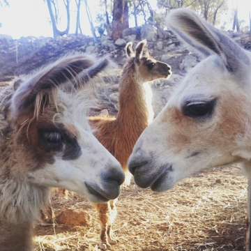 Noddy, Yarri and Chevy