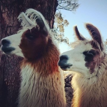 Burnbrook Yukon and Noddy