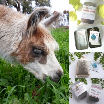 House and office plant pamper packs