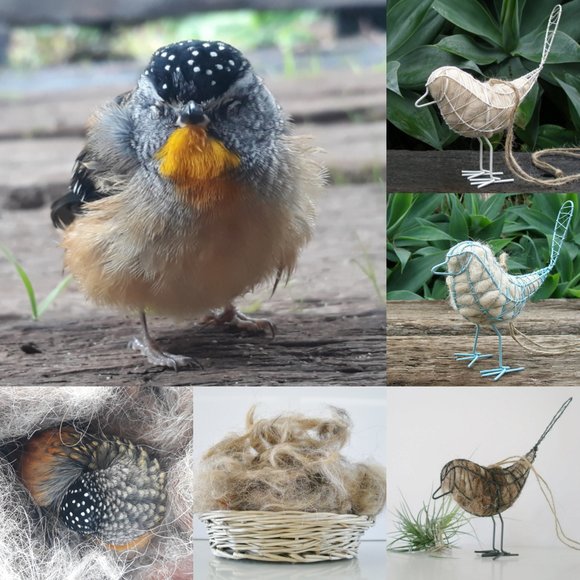 Nesting birds