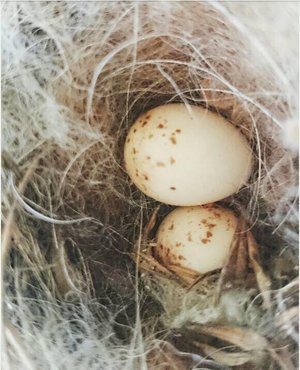 Leaf Bird Nester for nesting birds with llama Fibre. Gift for Garden. Bird house, birdbath, feeder accessory. Hanging wool nest starter