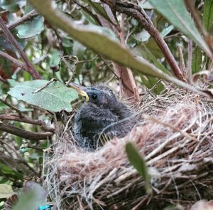Garden Decoration, Eco Nester, Llama Nesting Material, Nest Filler,Bird Nester, Nest builder, Mother's Day Gift, Nature Play, Nursery Gift