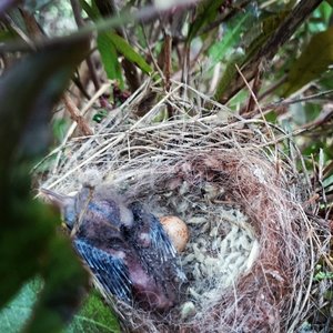 Leaf Bird Nester for nesting birds with llama Fibre. Gift for Garden. Bird house, birdbath, feeder accessory. Hanging wool nest starter