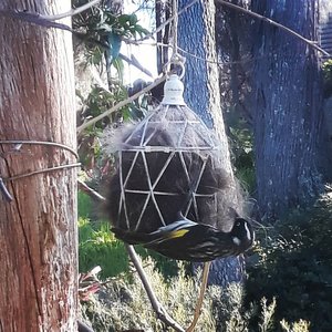 Geometric Bird Nester with Llama Fibre. Nesting Material to Attract Native Birds to your Garden. Eco Friendly Gift for nature lover