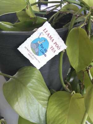 Office Gift, Office Plant Gift, Novelty, Pamper Pack, Indoor Plants, Fertilizer, Organic Care, Office Humor, Colleague, Plant Lover Gift