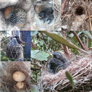 Small Bird Nester in Gift Box. Llama nesting material for wild birds, bird houses, nest boxes. Birdbath accessory for eco, nature gardens