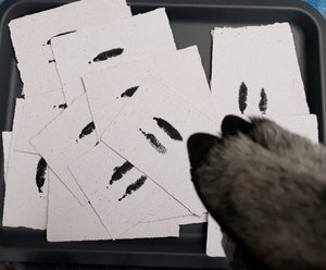Baby Llama Footprint on Poo Paper