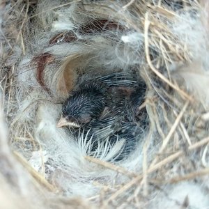 Hanging Bird Nester with Llama Fibre Nesting Material for Birds. Ideal for Eco Friendly Gardens. Gardener gifts and nature playgrounds