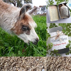 Llama POO Indoor Plant Gift. House Plant Pamper Pack for Indoor Plants. Fertilizer. Organic Garden Tea bag for plant lover. Planter. Eco Kit