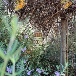 Bird Nester for native birds. Home maker gift with llama fiber nest building material from Australia. Outdoor Decorative Style