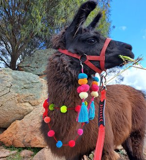 Celebration Llama or Alpaca Halter Show Decorations