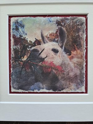 Mini llama artwork "Callistemon Treat"