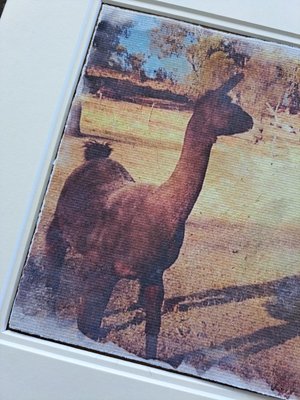 'Llamas of Fox Hill' print series. "Shadow in the Paddock"