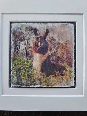 Miniature llama artwork "Sitting Pretty"