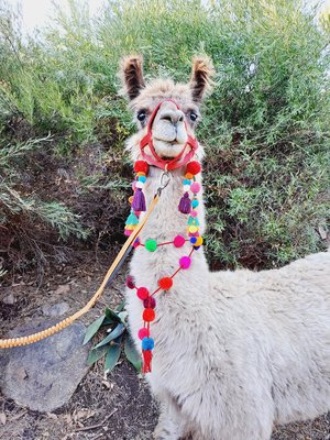 Colourful Llama / Alpaca Tassels and Pom Poms 
