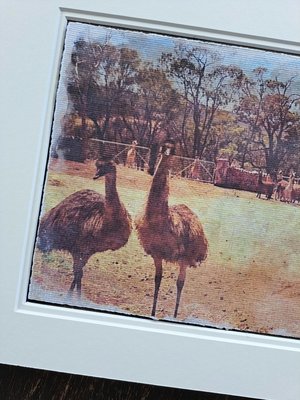 Llama artwork "Emus out Front"