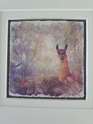Llama Art  "Smile in the Mist"