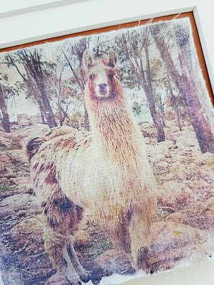 Mini Llama art print. "What's Up?"