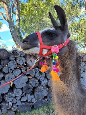 Llama or Alpaca Halter Dangles. Parade Accessories