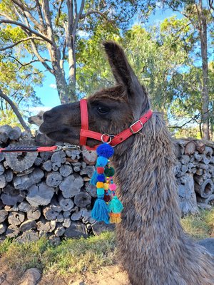 Colorful Llama Alpaca Halter Tassels