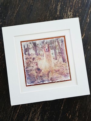 Mini Llama art print. "What's Up?"