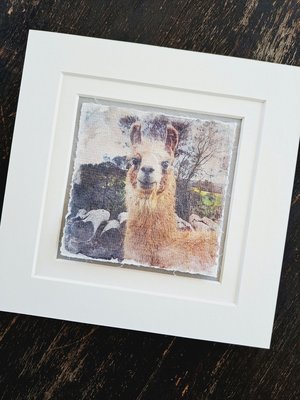 Mini Llama art print. "Contentment"
