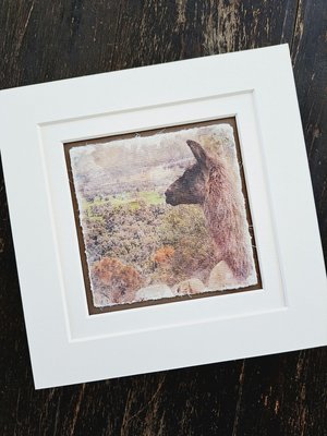 Miniature llama art print  "Herd Matriarch"