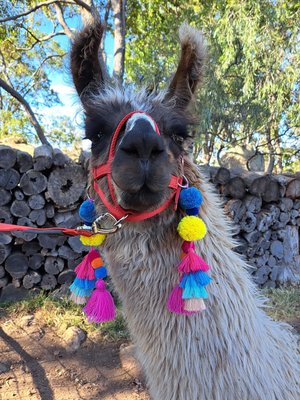 Cheerful Llama or Alpaca Halter Tassels