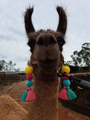 Llama Alpaca Clip on Accessories, Tassel set for halter. Colourful Llama Gifts
