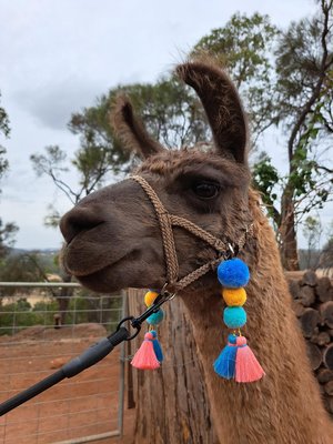 Colourful Llama / Alpaca Halter Tassels