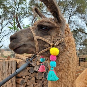 Llama Alpaca Clip on Accessories, Tassel set for halter