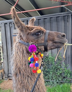 Llama or Alpaca Bright Show Accessories for halter.