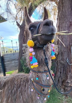 2 x Llama or Alpaca Decorative  Tassels for halter