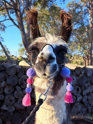 Llama Alpaca Accessories. Pink and Purple Tassel set