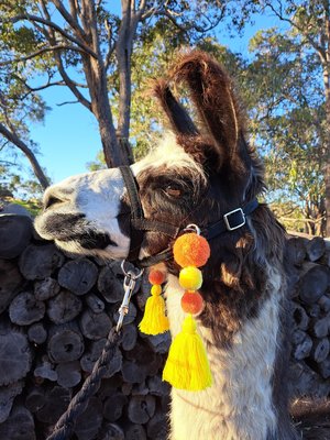 Colourful Llama / Alpaca Halter Tassels