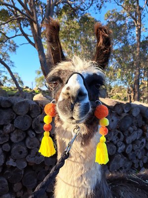 Colourful Llama / Alpaca Halter Tassels